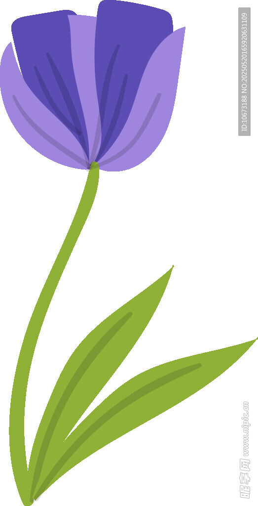 紫色郁金香插画