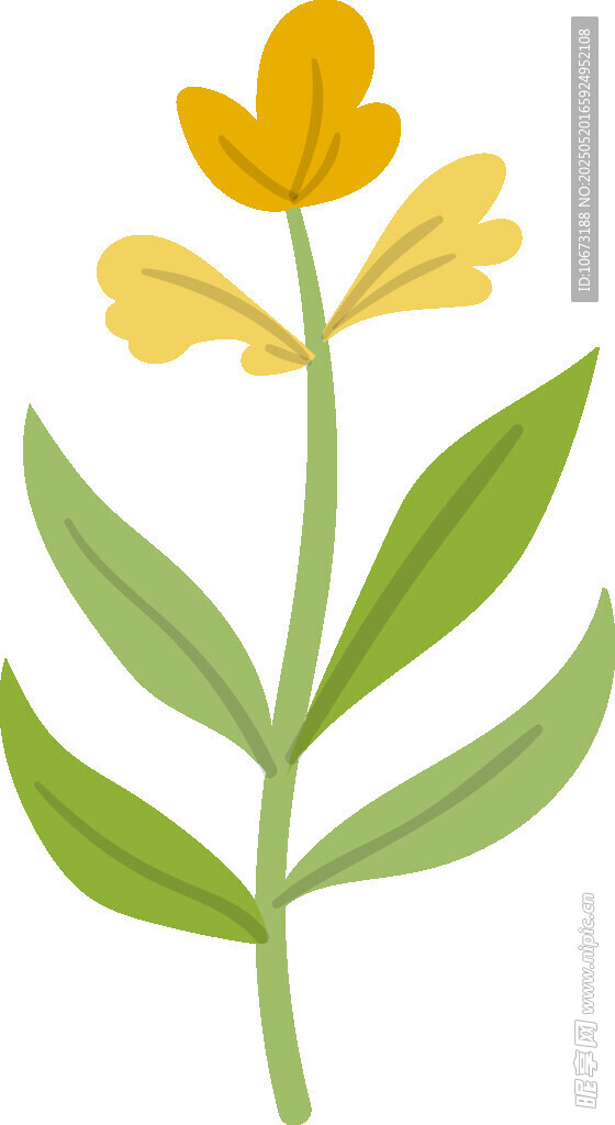 黄色小花插画