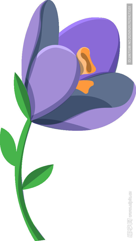 紫色番红花插画