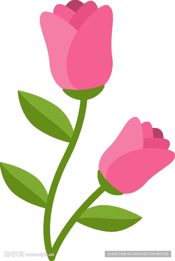 两朵粉色玫瑰花插画