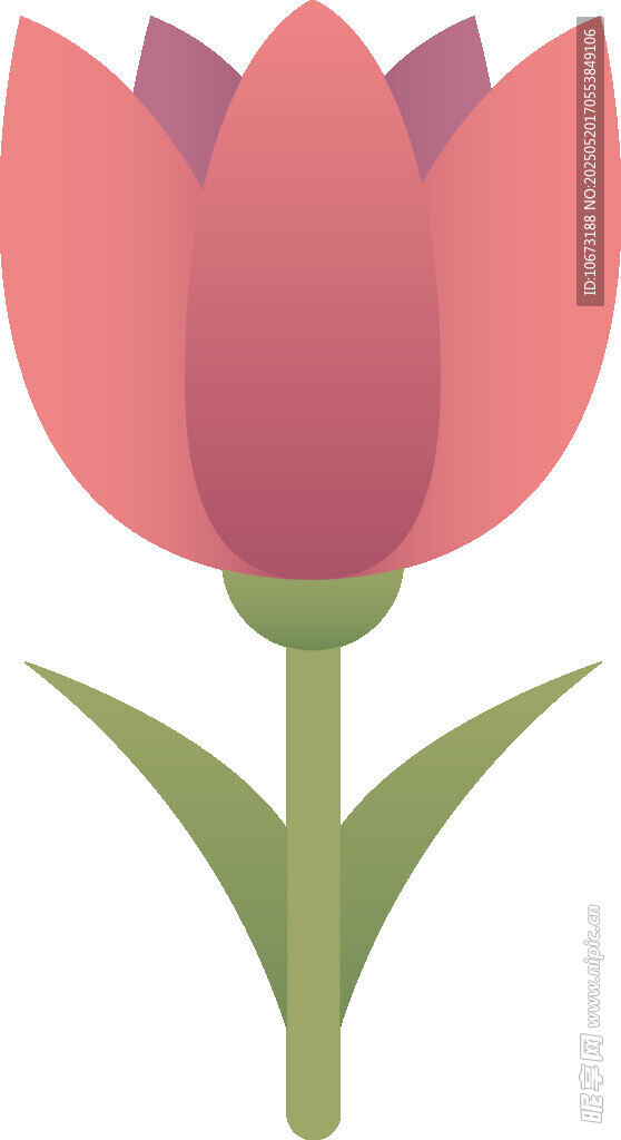粉色郁金香花朵插画