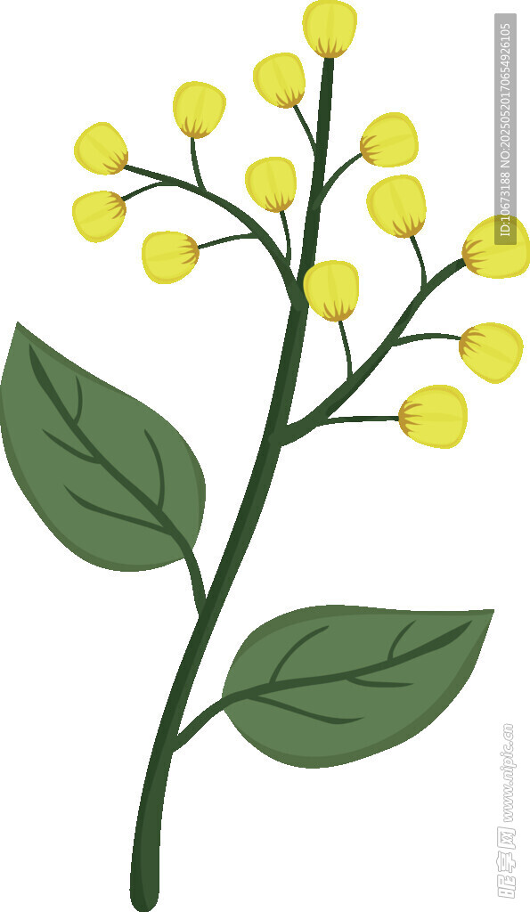 黄色小花绿叶植物插画
