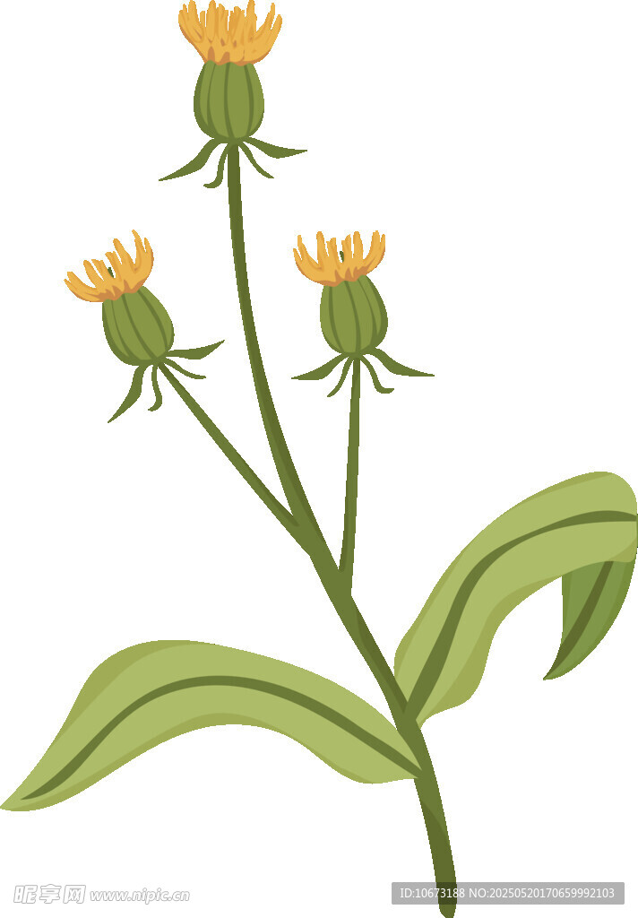 黄色小花植物插画