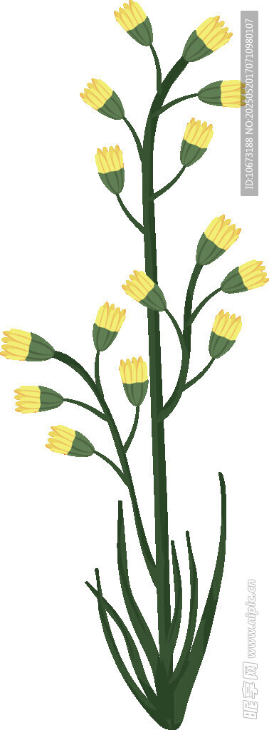 黄色小花植物插画