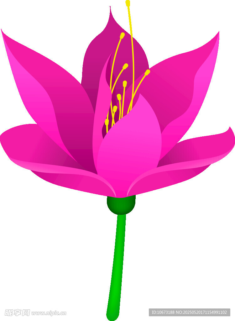 粉色莲花插画