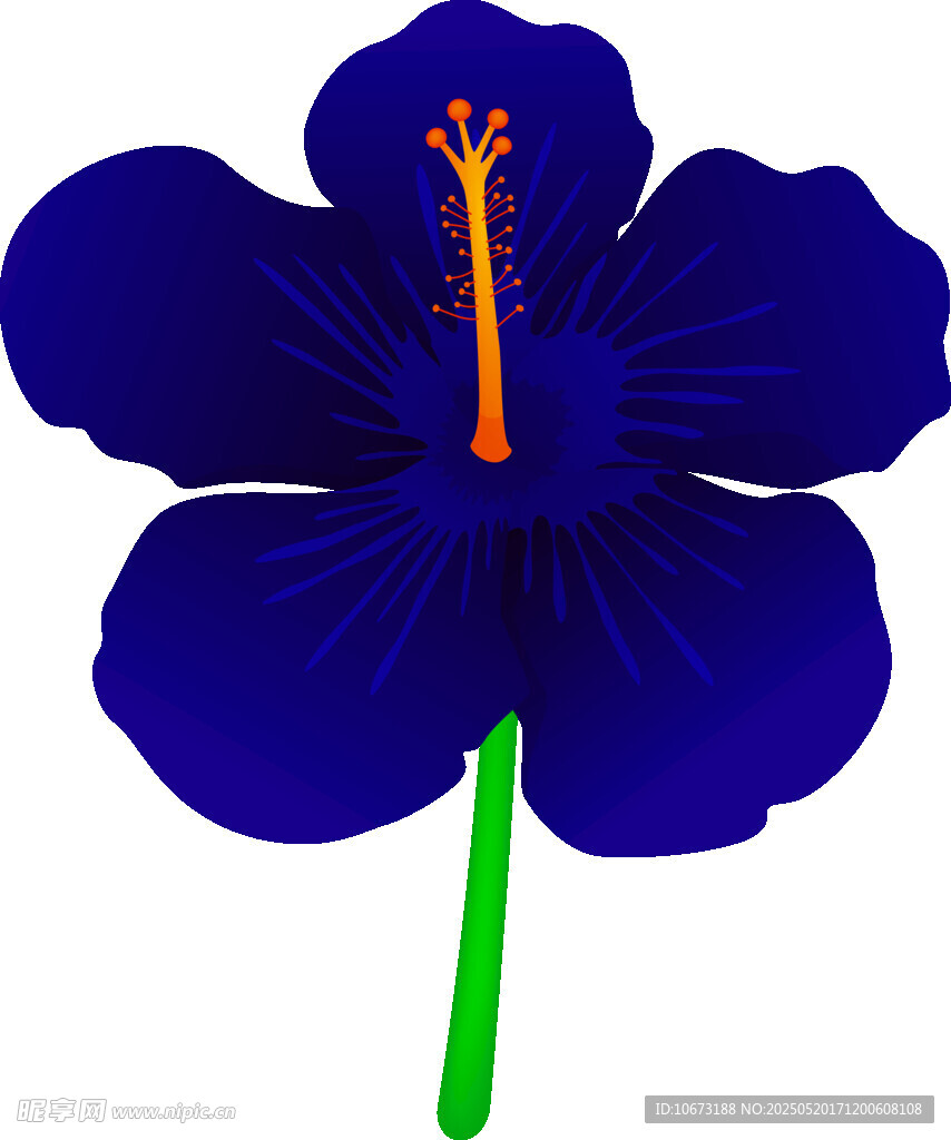 蓝色木槿花插画
