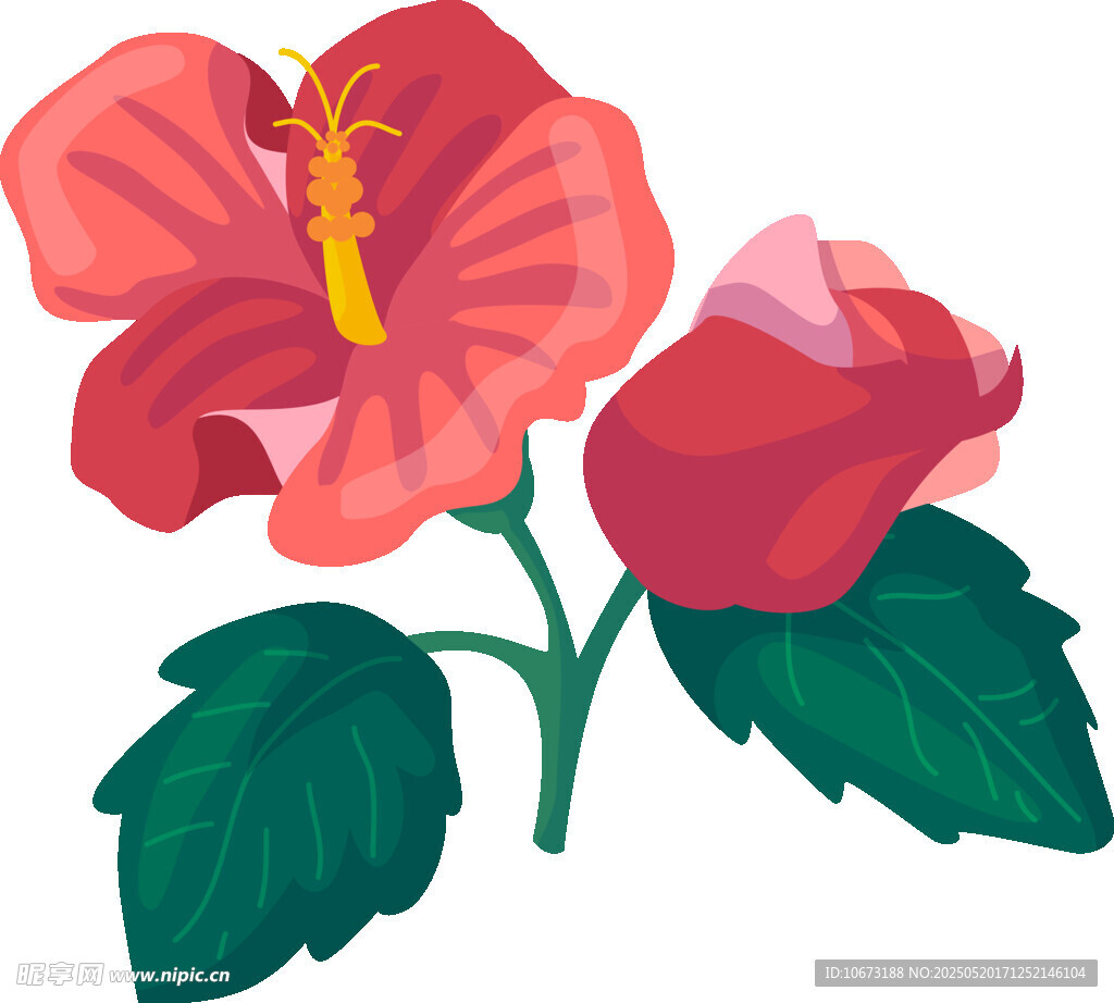 两朵鲜艳的木槿花插画