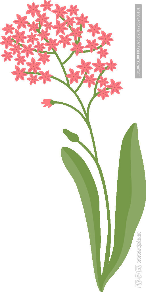 粉色小花插画