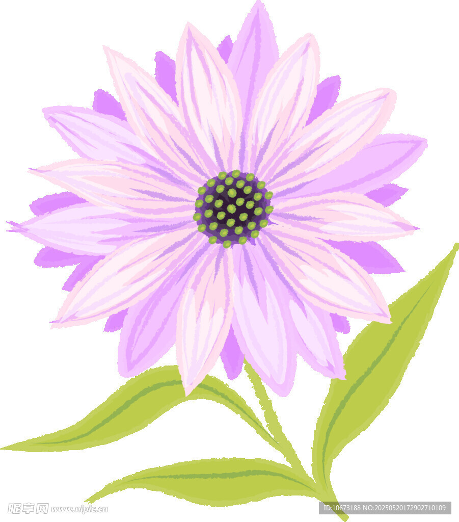 紫色花卉插画