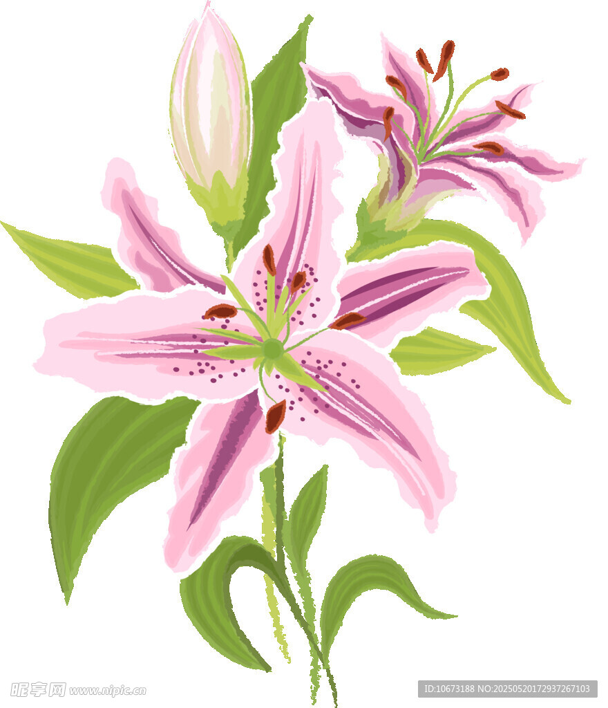 粉色百合花插画