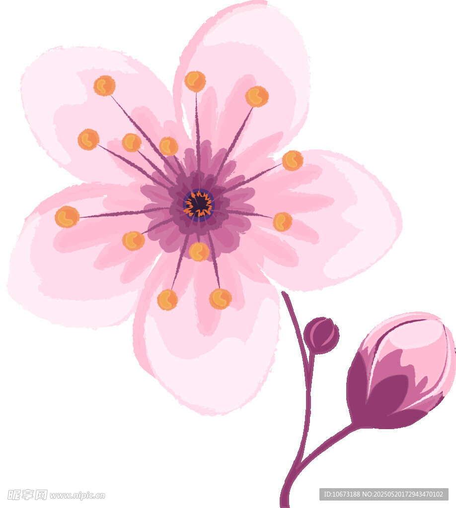 粉色樱花花朵插画