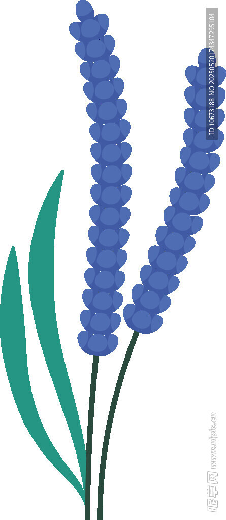 紫色薰衣草插画