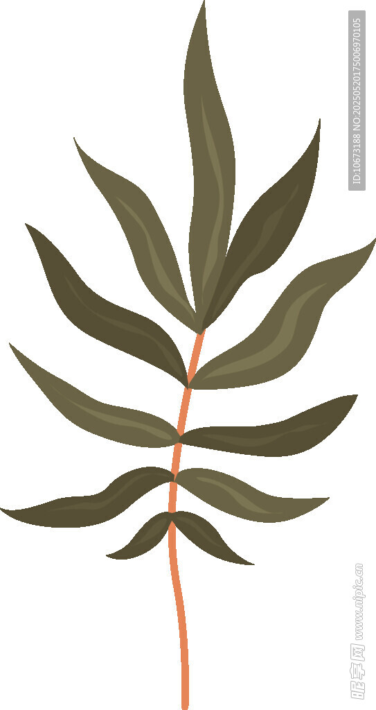 单枝绿叶植物插画