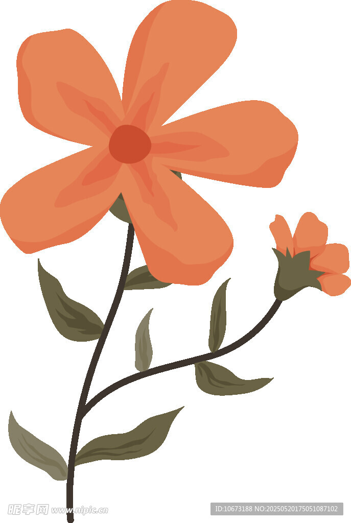 橙色小花插画