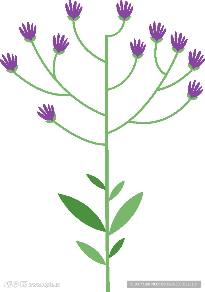 紫色花卉植物插画