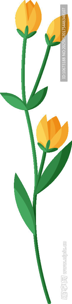 黄色小花插画