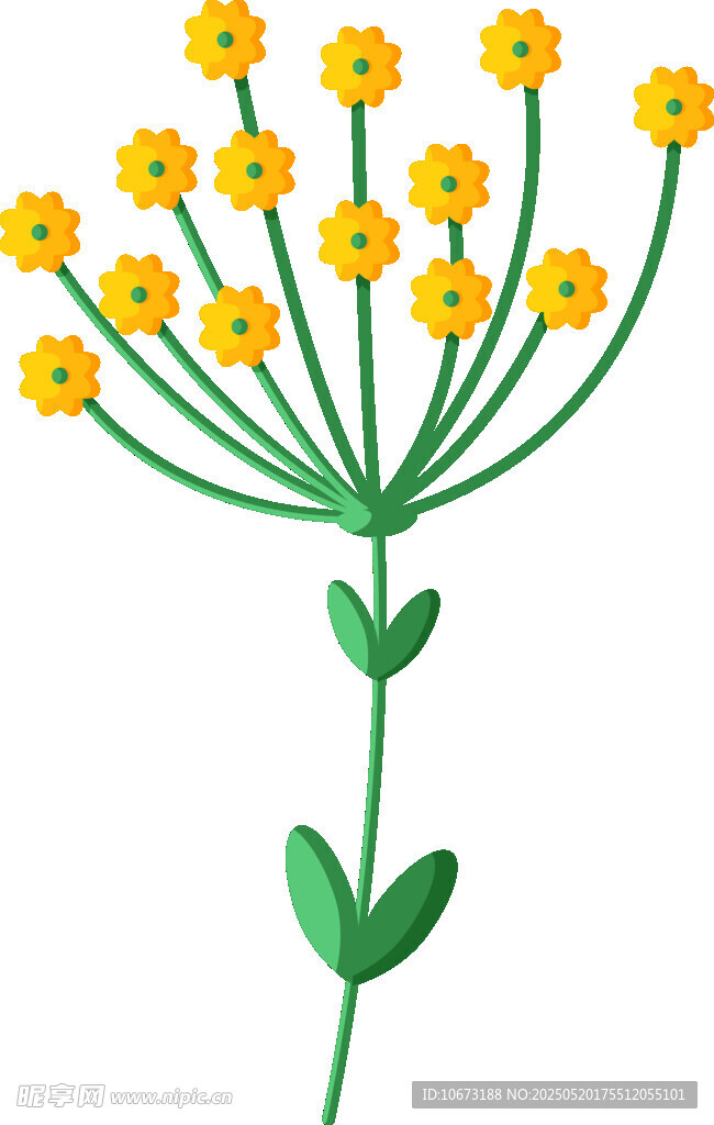 黄色小花插画