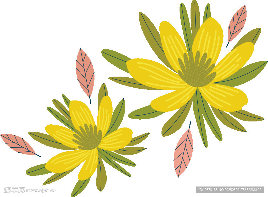 黄色花卉插画