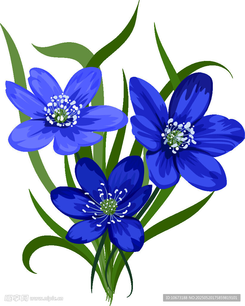 蓝色花朵插画