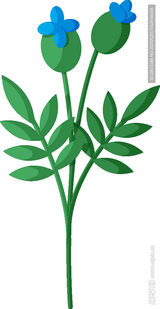 蓝色花朵植物插画