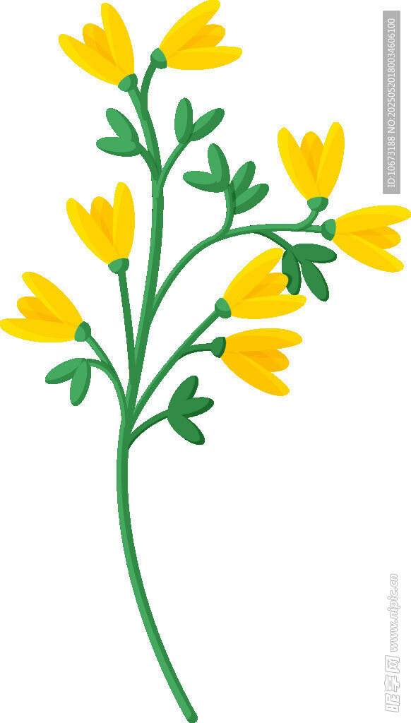 黄色小花插画