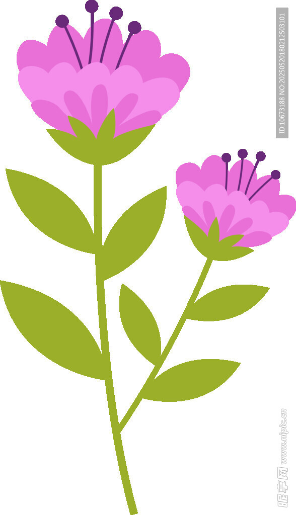 两朵粉色小花插画