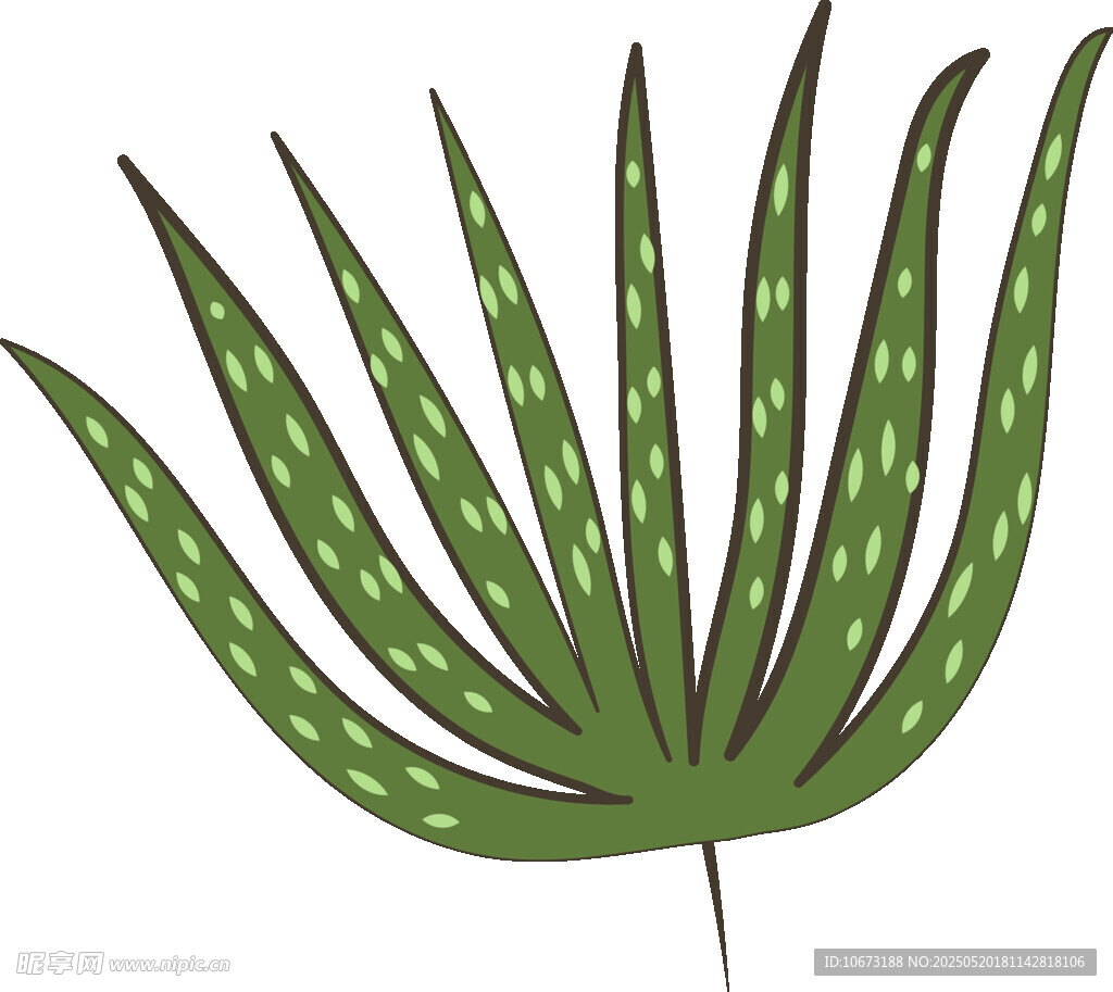 绿色芦荟叶片插画