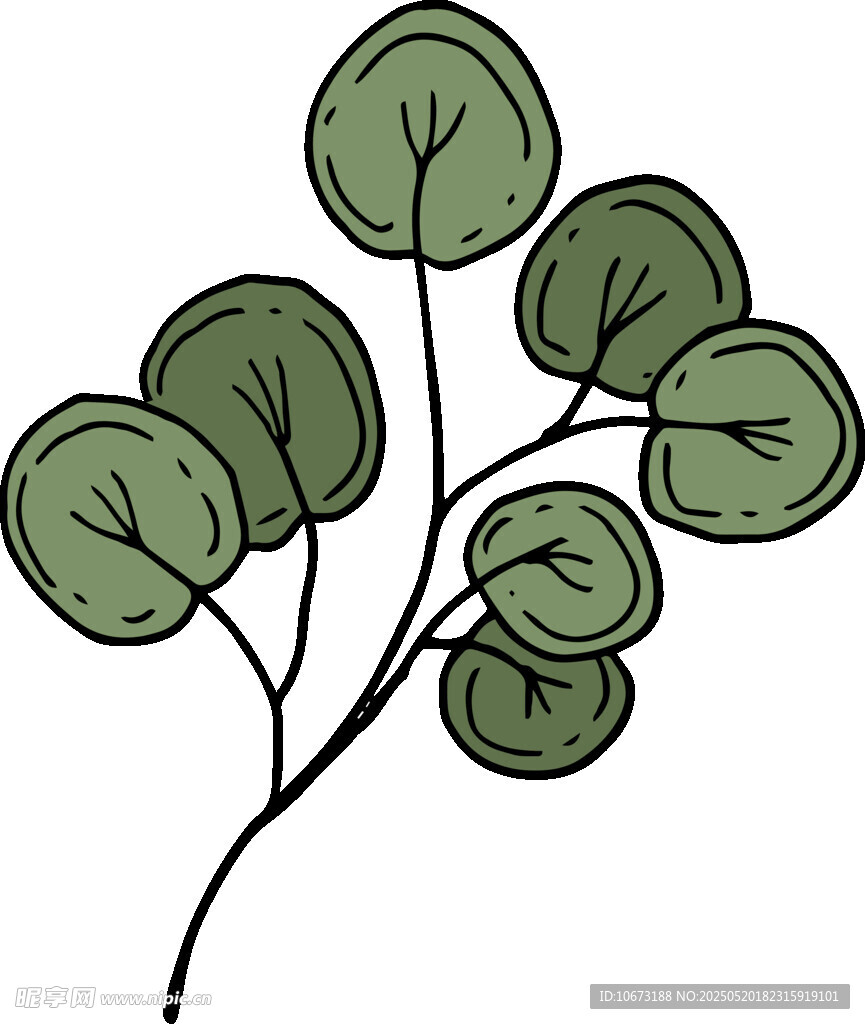 手绘圆叶植物枝叶插画