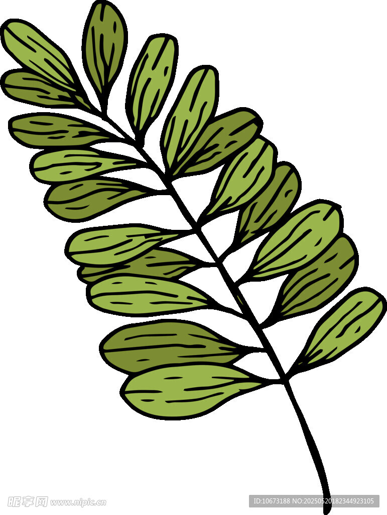 手绘绿色羽状叶片植物