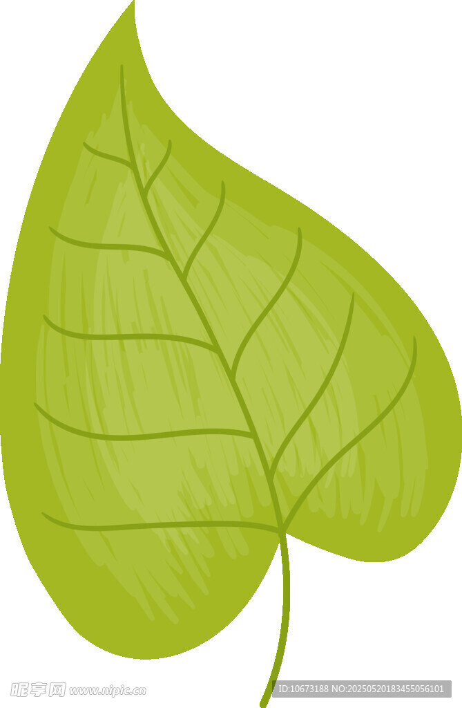 翠绿单叶插画