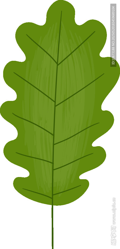 绿色橡树叶插画