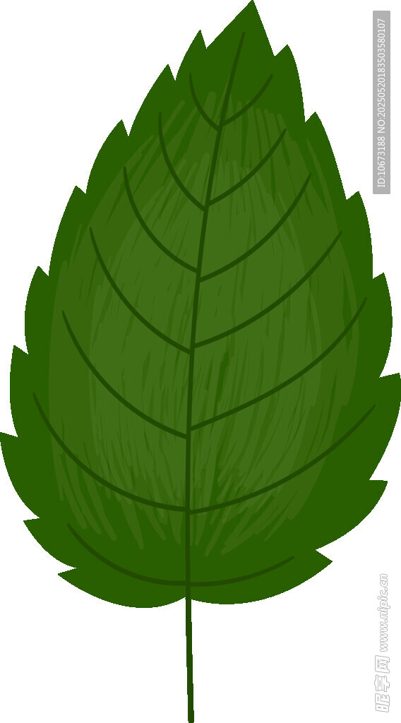 绿色单叶插画