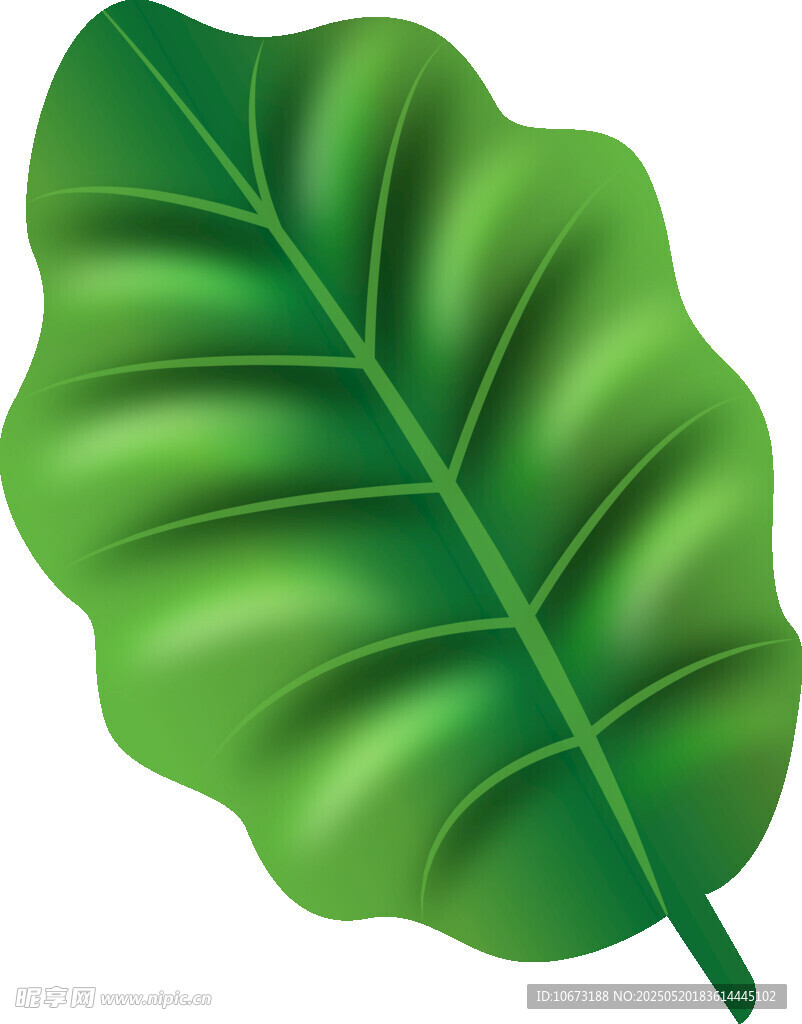 翠绿阔叶插画
