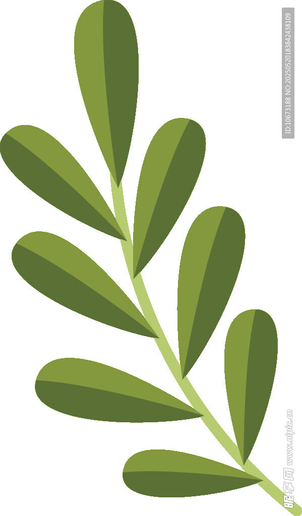 绿色羽状叶片植物插画