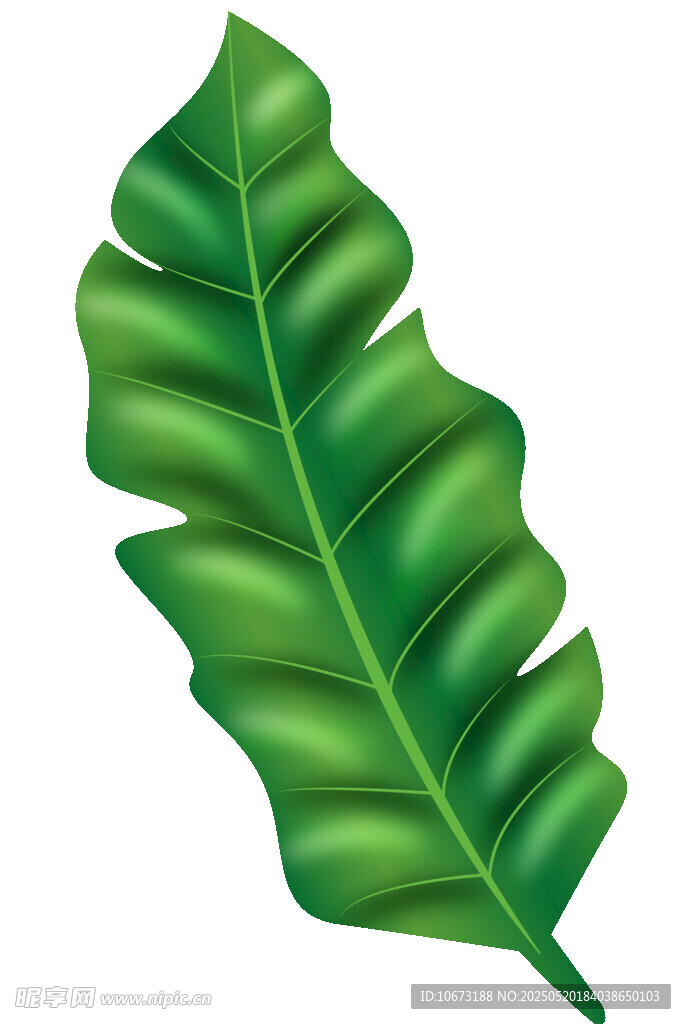 翠绿芭蕉叶插画