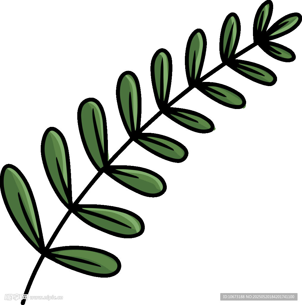 手绘绿色羽状叶片植物