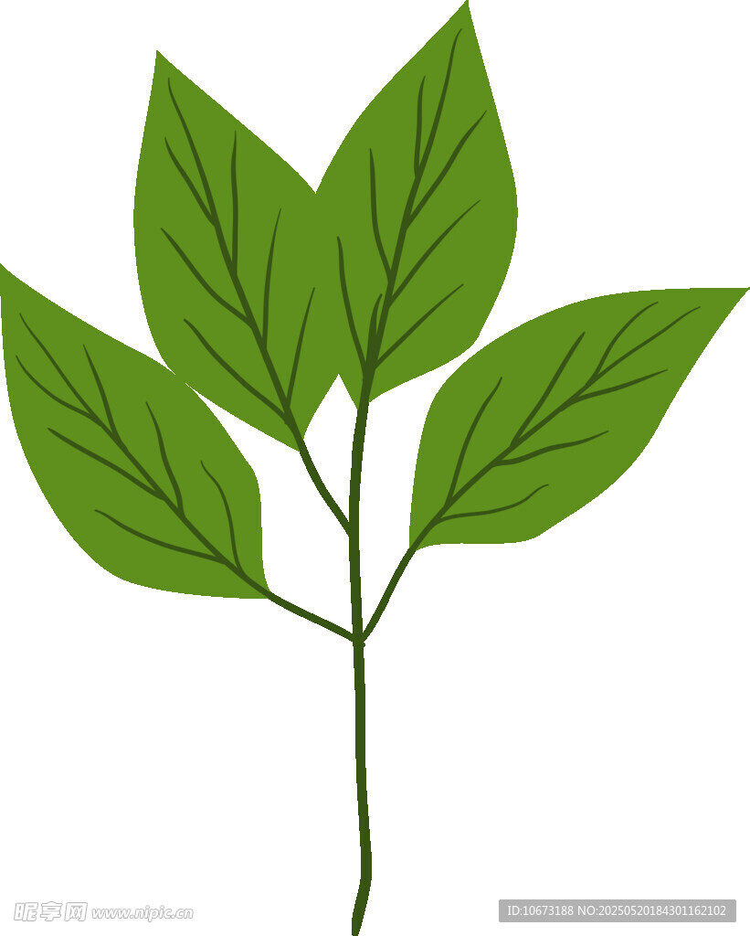 绿色植物叶片插画