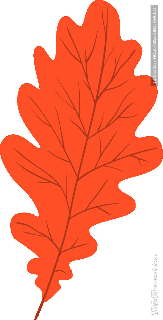 橙红色橡树叶插画