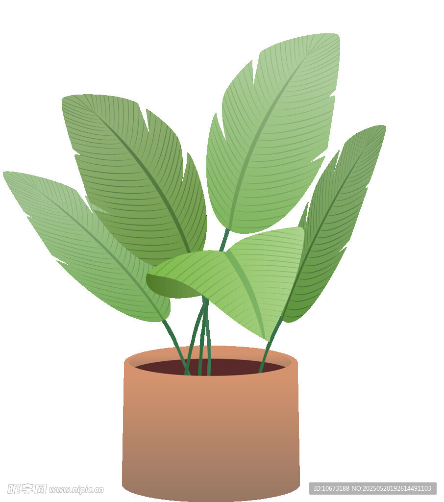 盆栽绿植 清新室内小植物