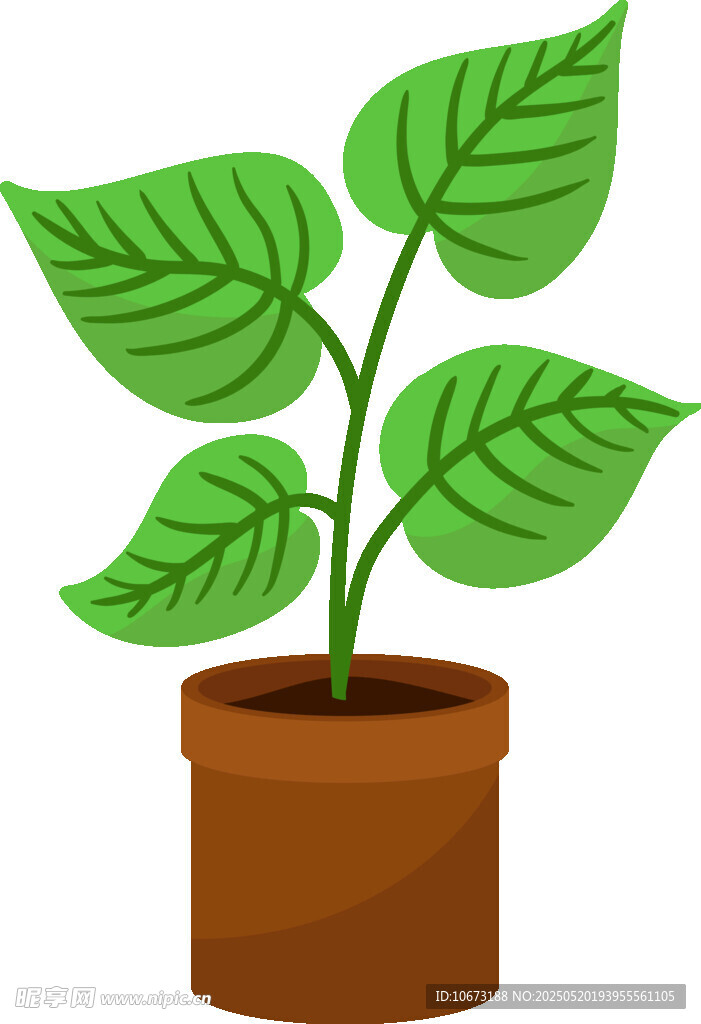 盆栽绿植 清新室内小植物