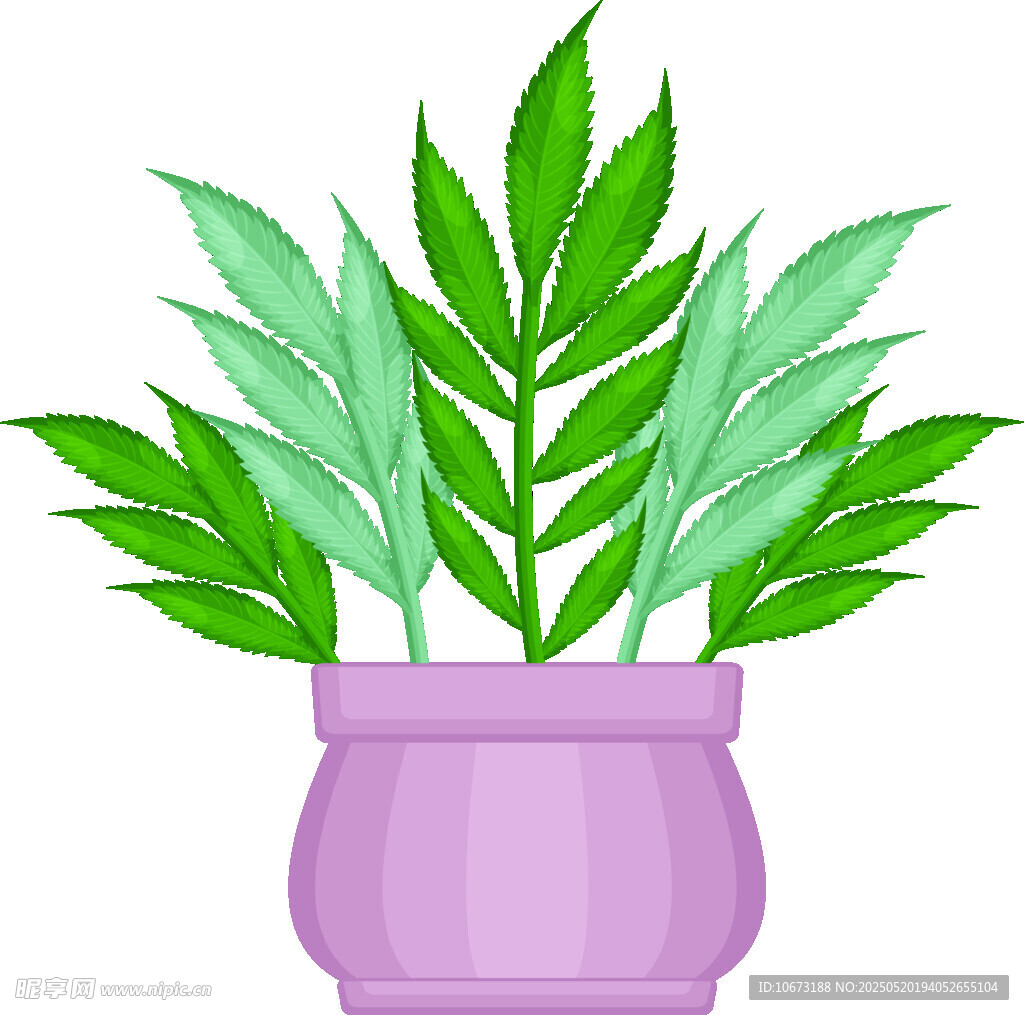 紫色花盆中的翠绿植物