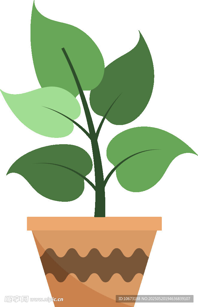 盆栽绿植 清新小植物