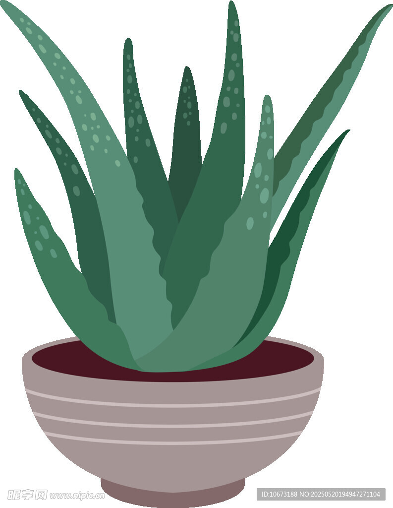 盆栽芦荟插画