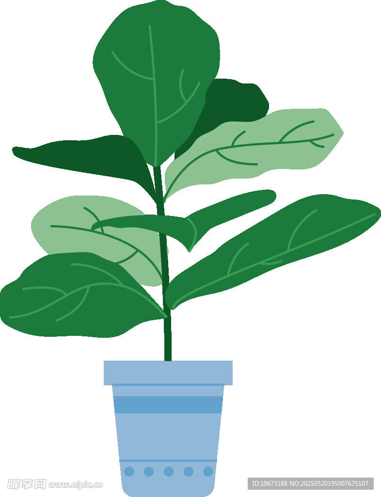 盆栽琴叶榕植物插画