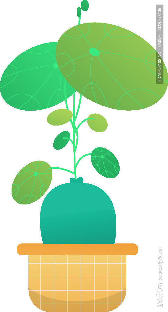 盆栽绿植 清新可爱小植物
