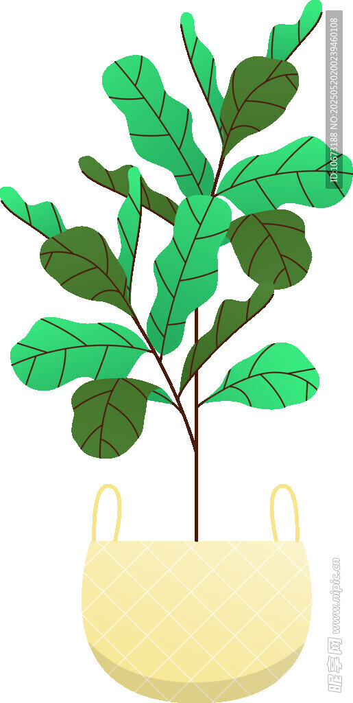 盆栽绿植 清新室内小植物
