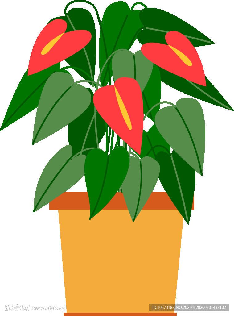 盆栽红掌花卉植物图
