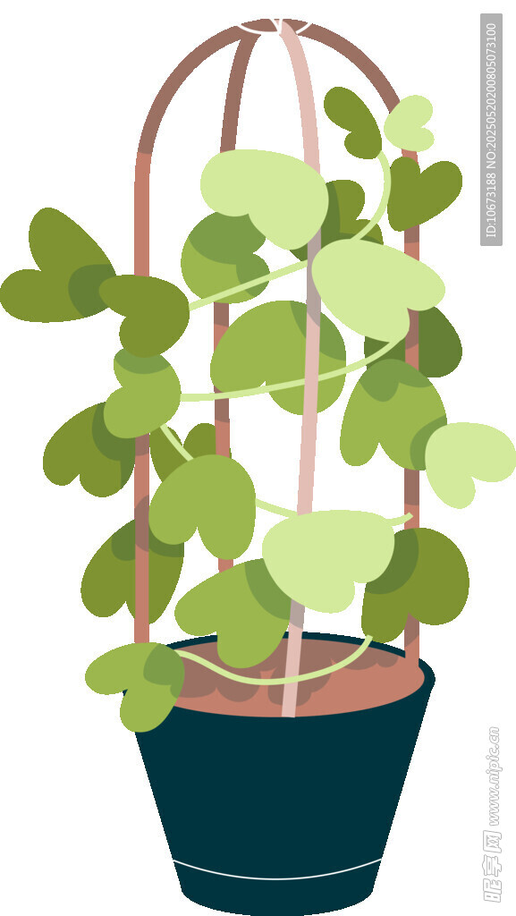 盆栽绿植 藤蔓植物生机足