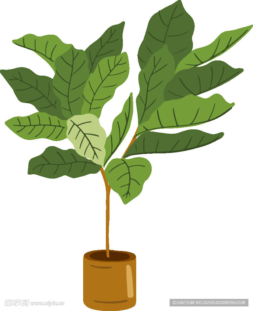 盆栽琴叶榕植物插画