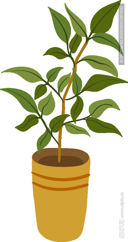 盆栽绿植 清新室内小植物